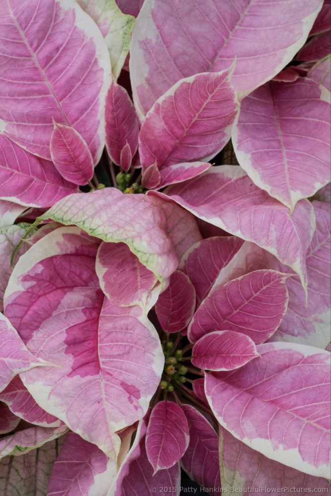 Marbella Poinsettia © 2015 Patty Hankins