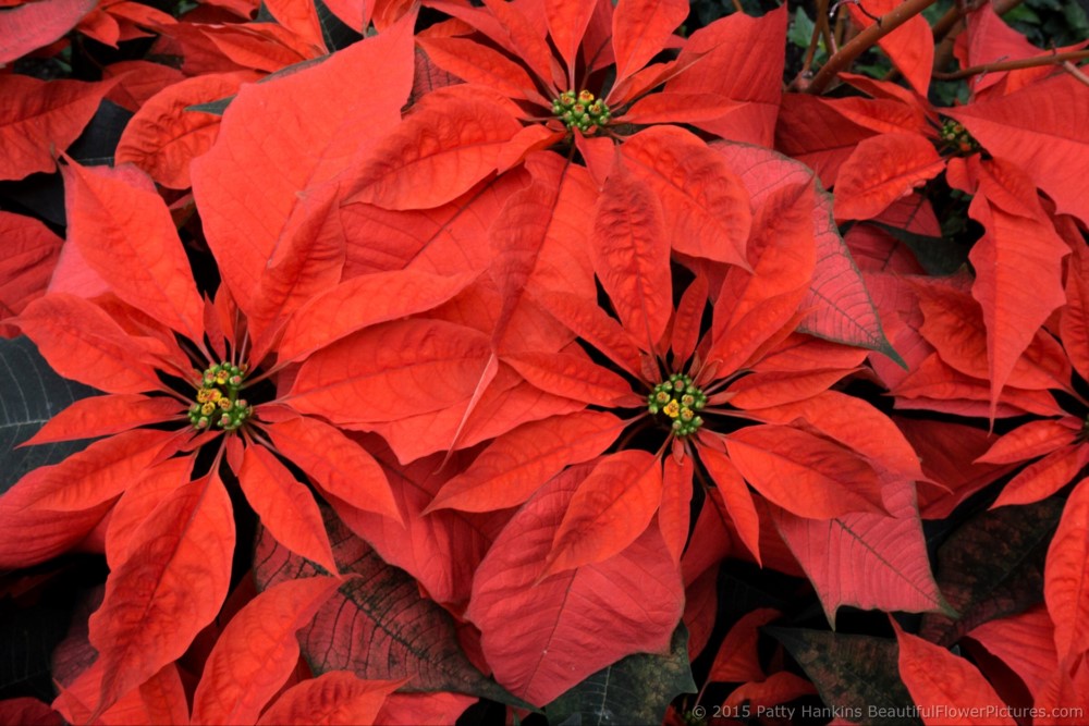 Orange Spice Poinsettia © 2015 Patty Hankins