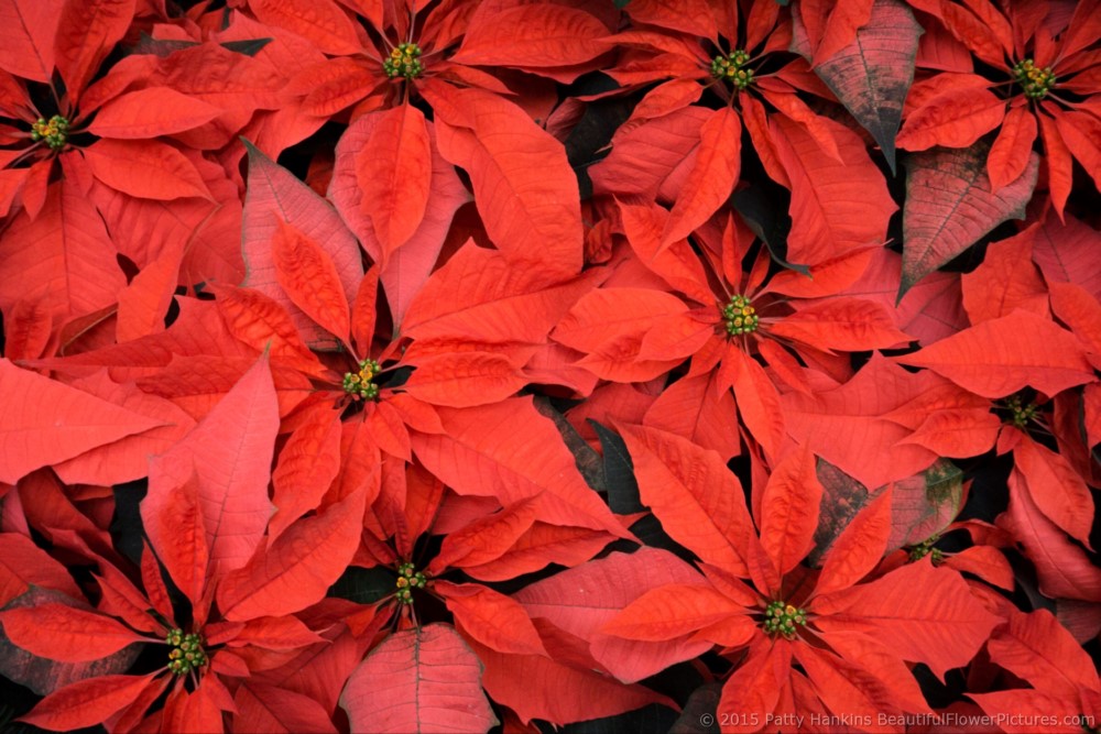 Orange Spice Poinsettia © 2015 Patty Hankins