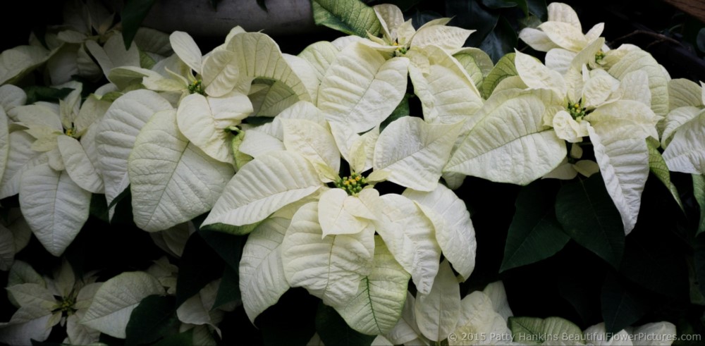 Peterstar White Poinsettia © 2015 Patty Hankins