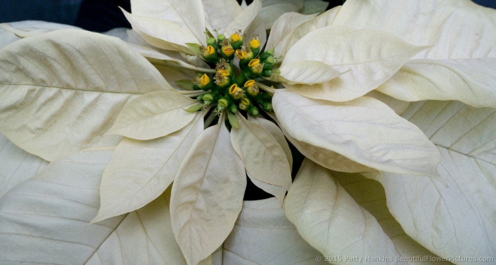 Peterstar White Poinsettia © 2015 Patty Hankins