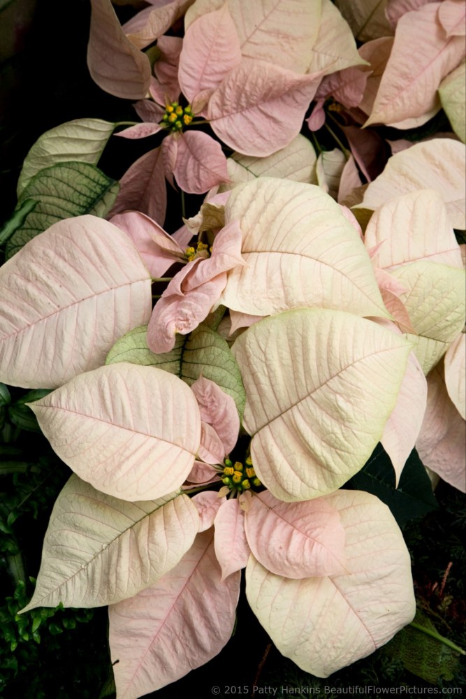 Premium Apricot Poinsettia © 2015 Patty Hankins