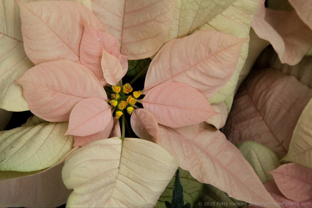 Premium Apricot Poinsettia © 2015 Patty Hankins