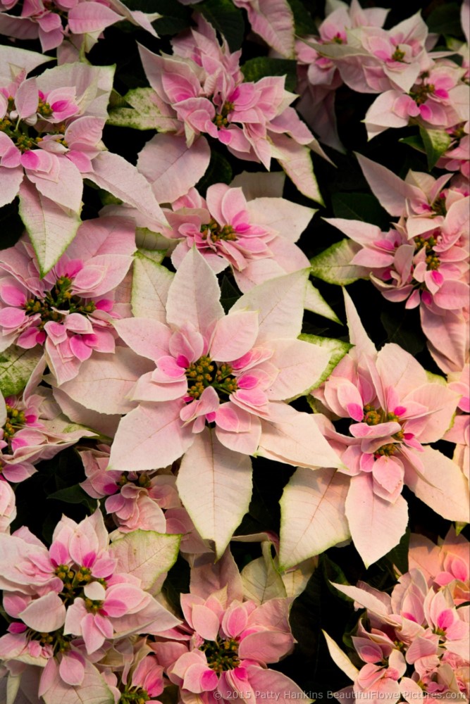 Princetta Pink Poinsettia © 2015 Patty Hankins