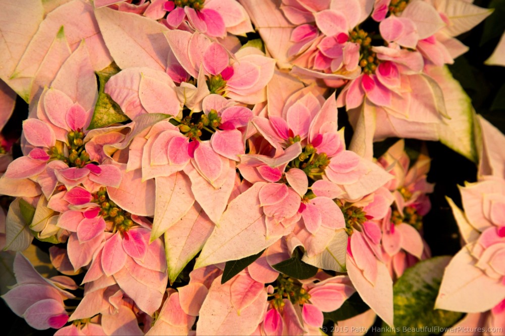 Princetta Pink Poinsettia © 2015 Patty Hankins