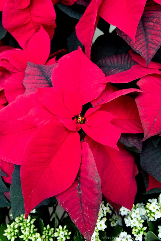 Red Soul Poinsettia © 2015 Patty Hankins