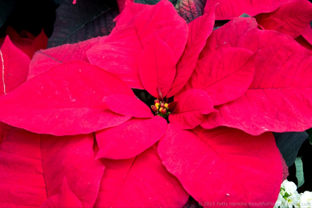 Red Soul Poinsettia © 2015 Patty Hankins