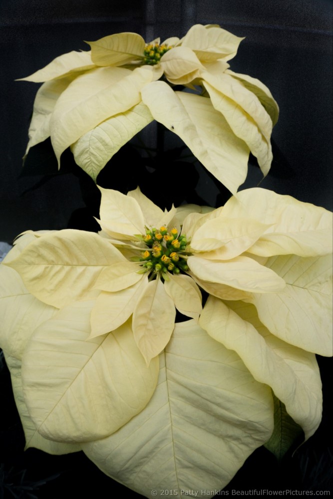 Saturnus White Poinsettia © 2015 Patty Hankins