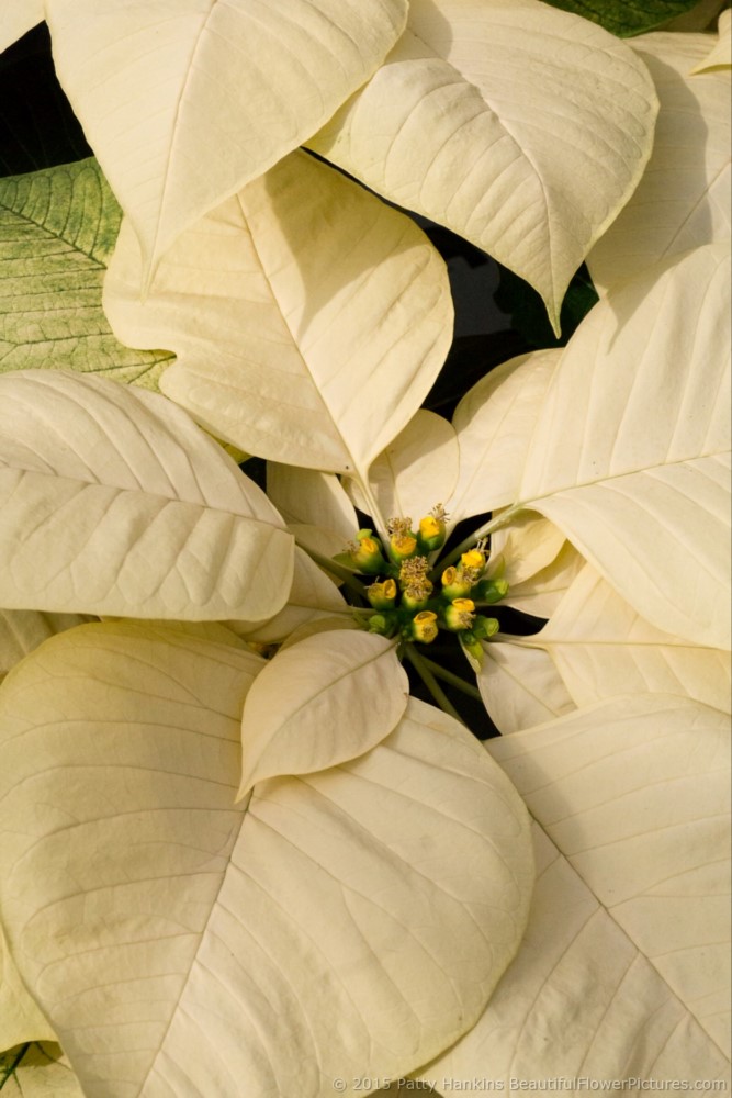 Saturnus White Poinsettia © 2015 Patty Hankins