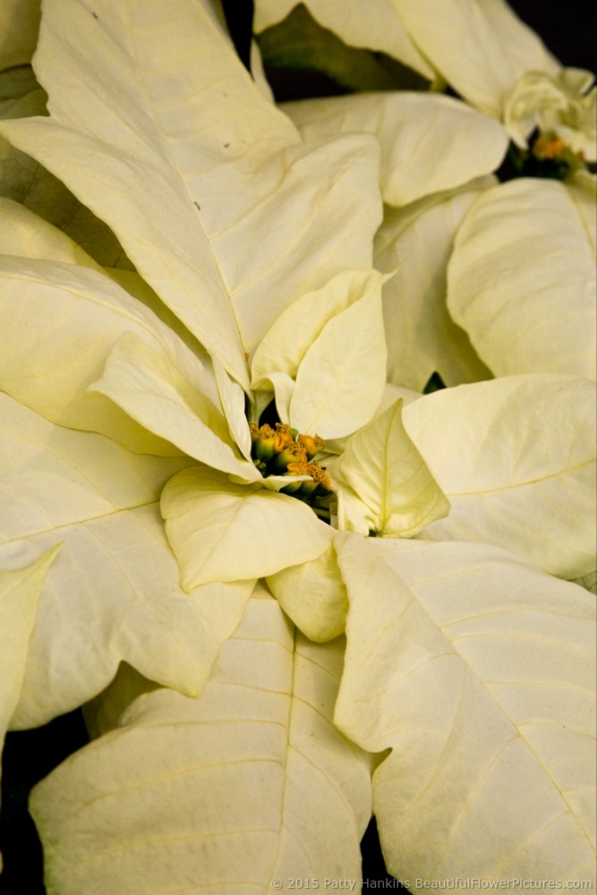 Sorbet Poinsettia © 2015 Patty Hankins