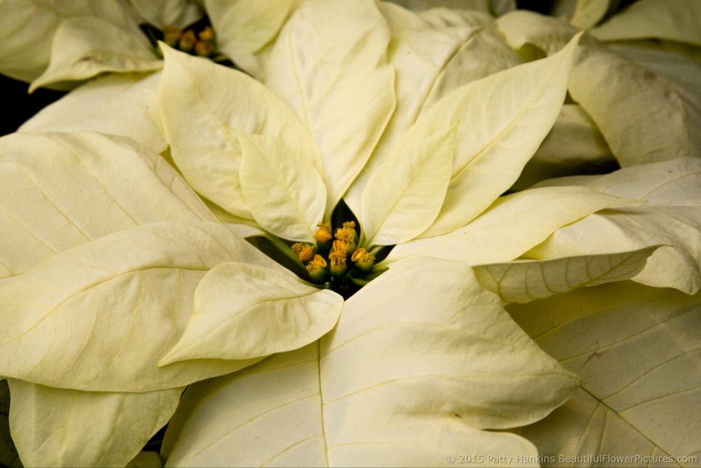 Sorbet Poinsettia © 2015 Patty Hankins