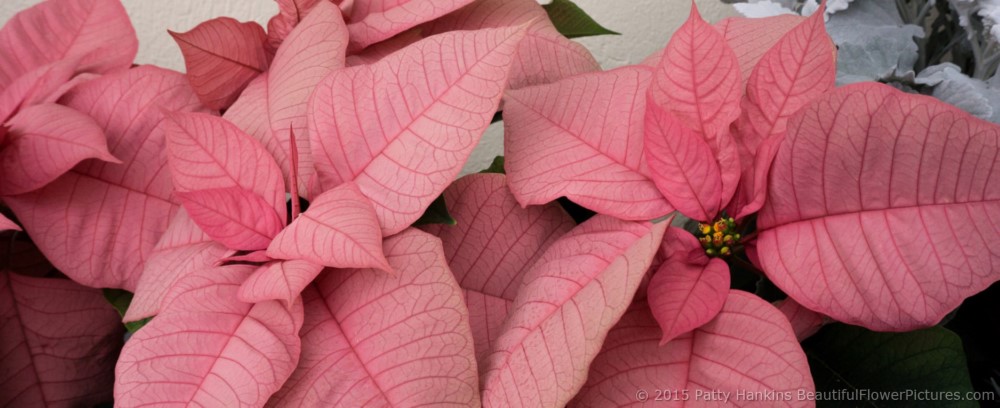 Titan Pink Poinsettia © 2015 Patty Hankins