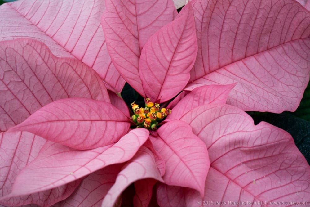 Titan Pink Poinsettia © 2015 Patty Hankins