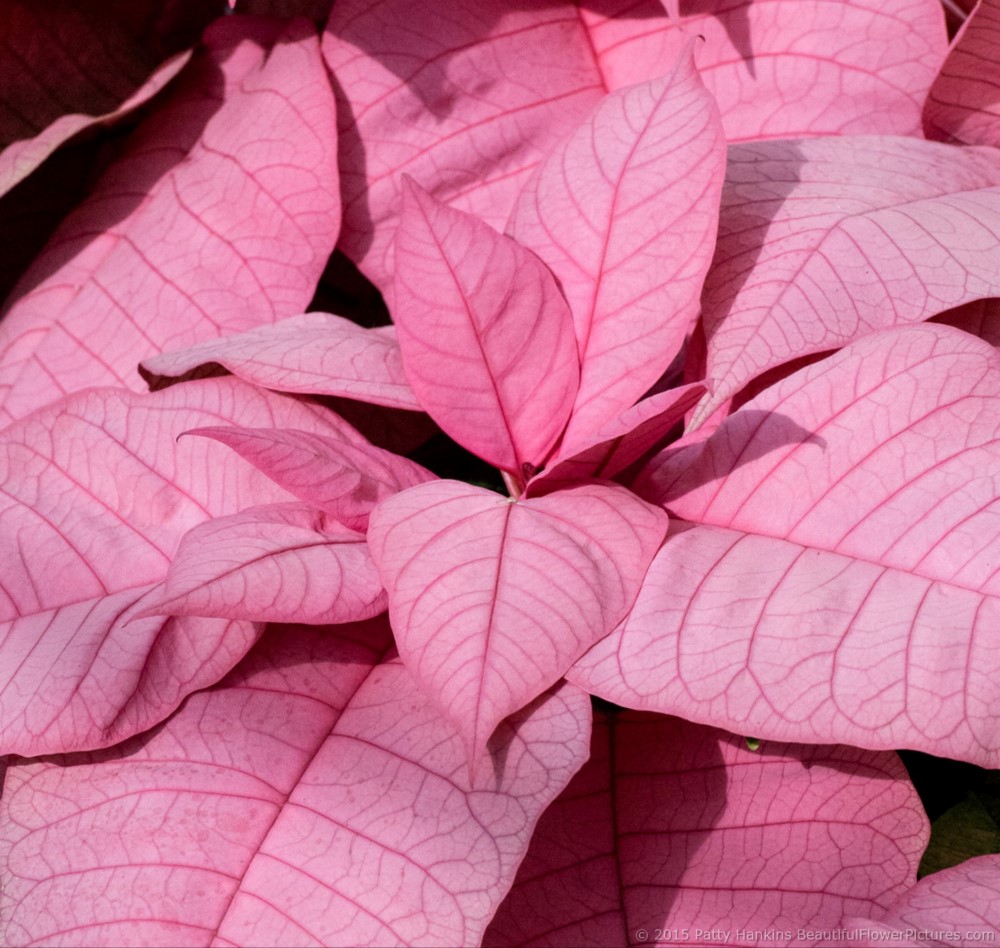 Titan Pink Poinsettia © 2015 Patty Hankins