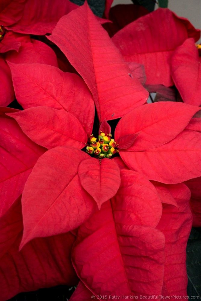 Titan Red Poinsettia © 2015 Patty Hankins