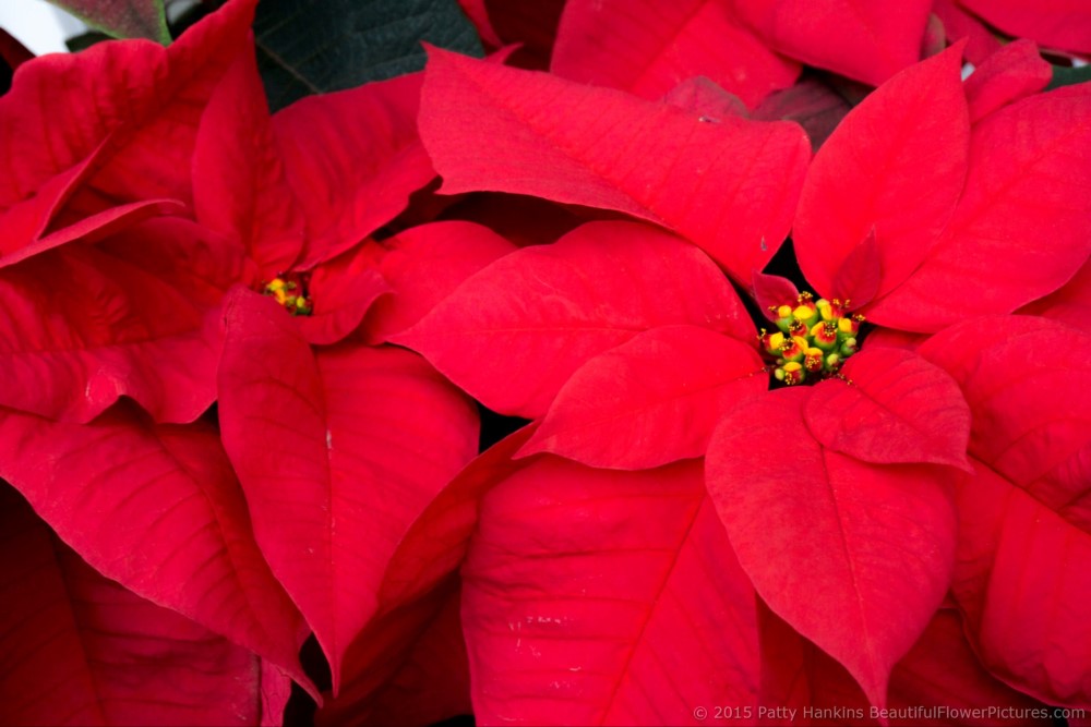 Titan Red Poinsettia © 2015 Patty Hankins