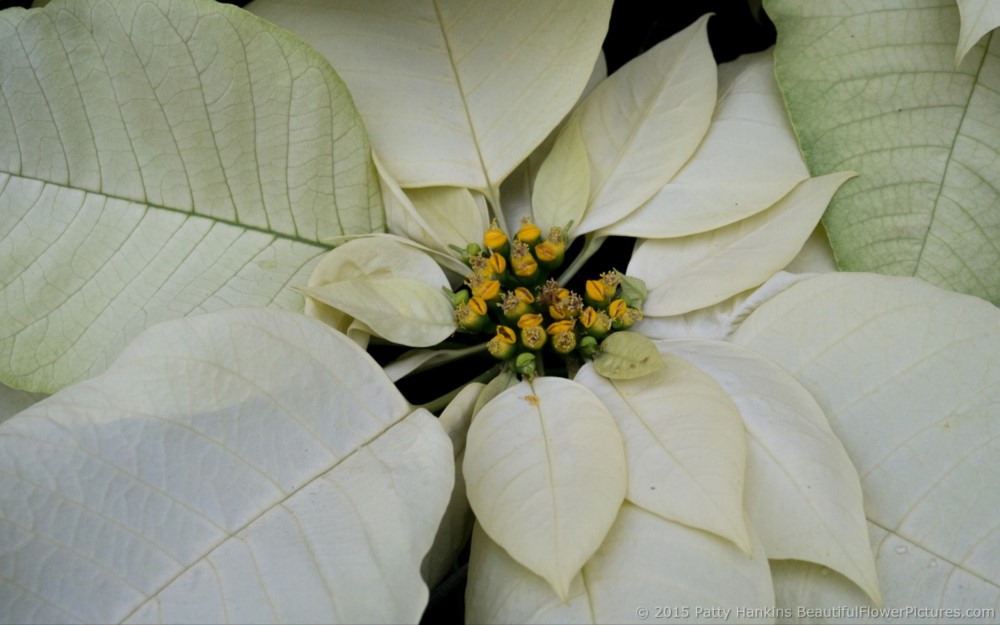 Titan White Poinsettia © 2015 Patty Hankins