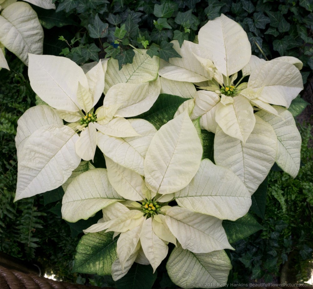 Top White Poinsettia © 2015 Patty Hankins