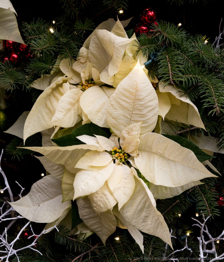 Whitestar Poinsettia © 2015 Patty Hankins