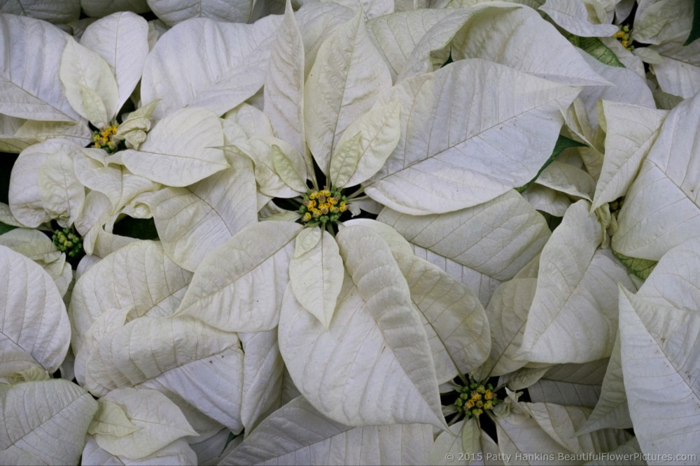 Whitestar Poinsettia © 2015 Patty Hankins