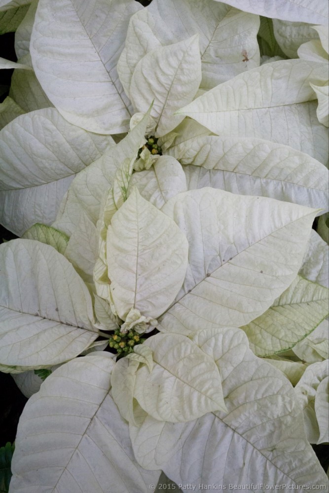 Whitestar Poinsettia © 2015 Patty Hankins