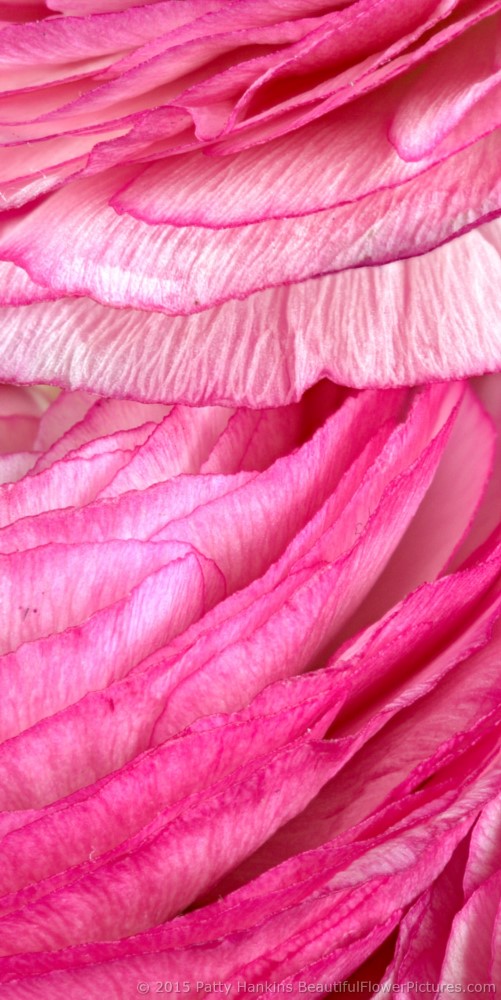 Pink Ranunculus © 2015 Patty Hankins