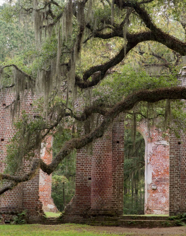 Sheldon Church Ruins, Yemansee, South Carolina © 2015 Patty Hankins