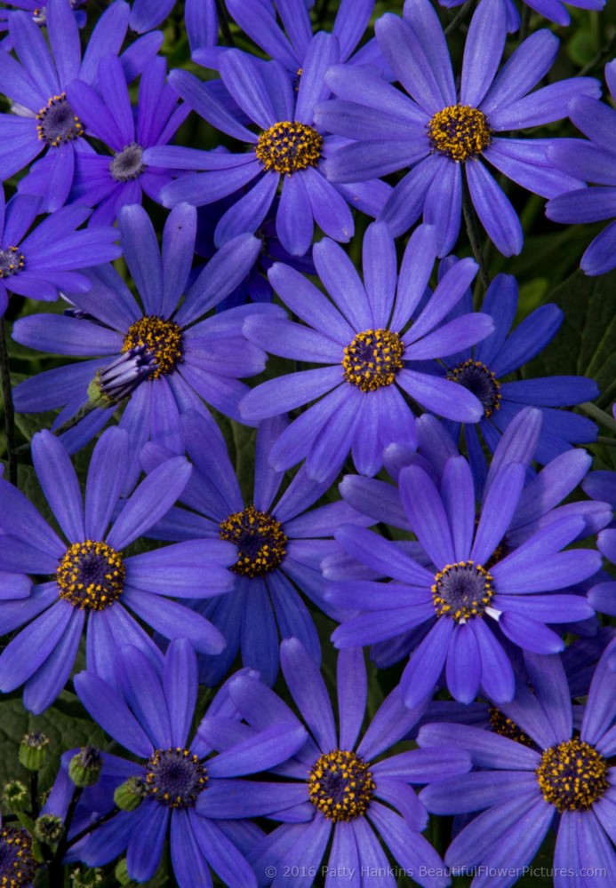 Longwood Hybrid Cineraria © 2016 Patty Hankins