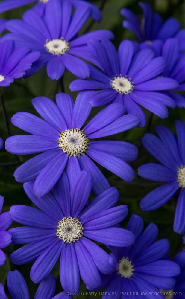 Longwood Hybrid Cineraria © 2016 Patty Hankins