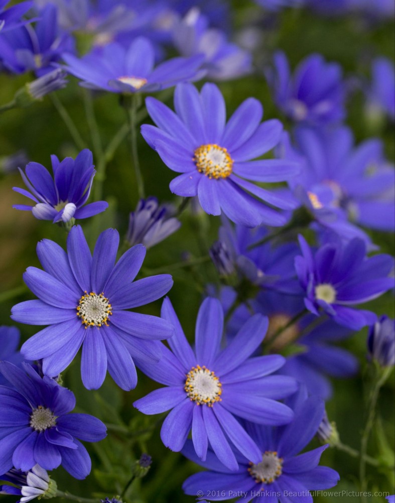 Longwood Hybrid Cineraria © 2016 Patty Hankins