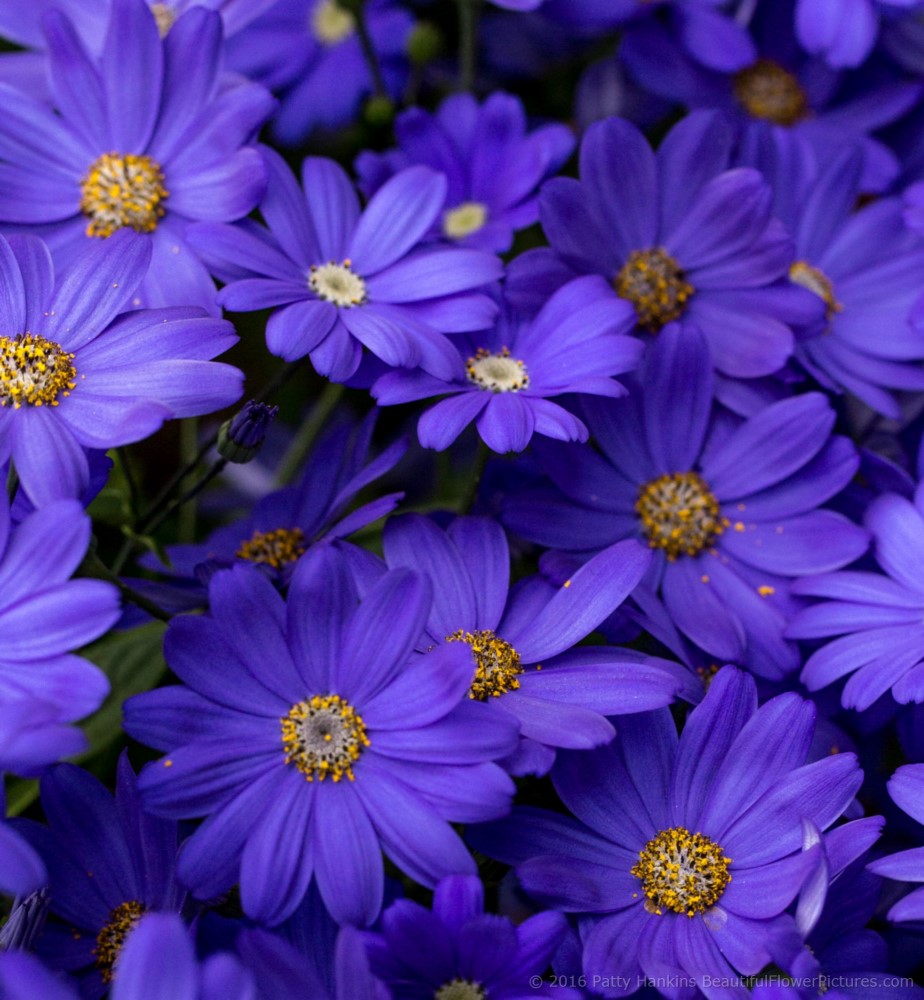 Longwood Hybrid Cineraria © 2016 Patty Hankins