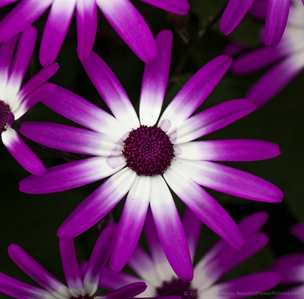 Cineraria Sunsenerba © 2016 Patty Hankins