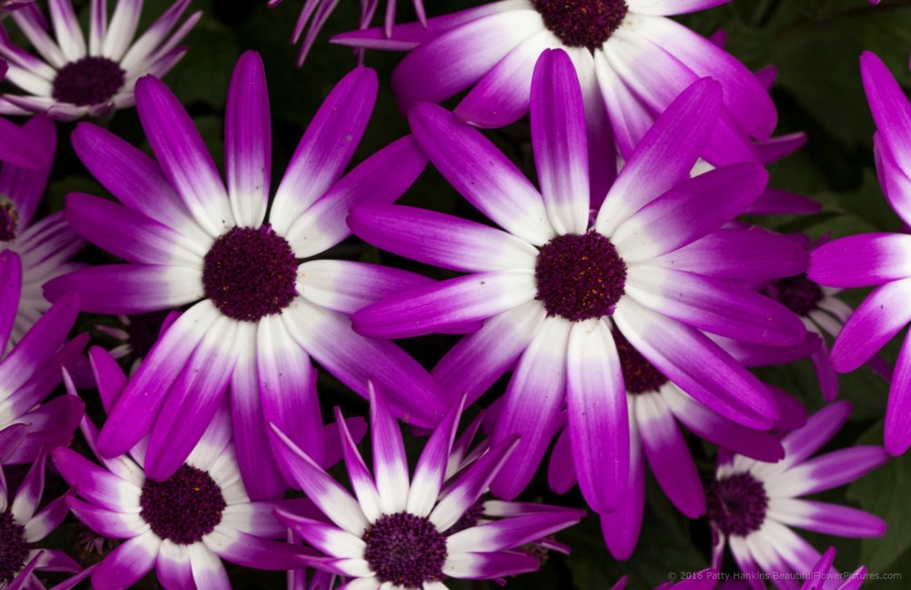 Cineraria Sunsenerba © 2016 Patty Hankins