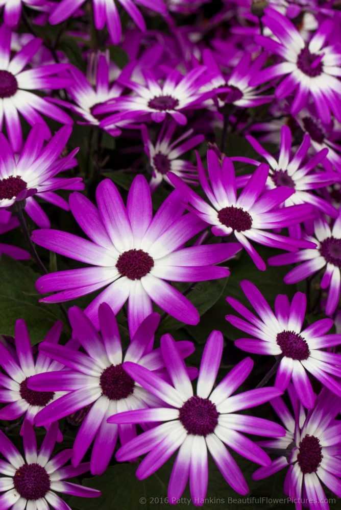 Cineraria Sunsenerba © 2016 Patty Hankins