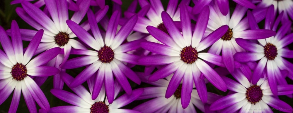 Cineraria Sunsenerba © 2016 Patty Hankins