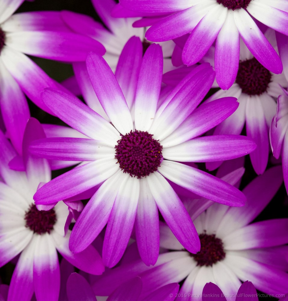 Cineraria Sunsenerba © 2016 Patty Hankins