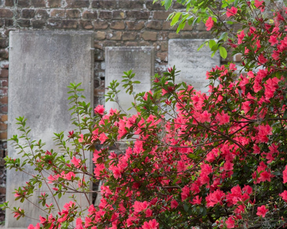 Azaleas in Colonial Park Cemetery, Savannah © 2016 Patty Hankins