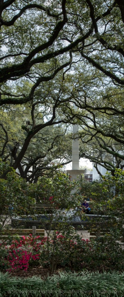 View Down one of Savannah's Streets © 2016 Patty Hankins