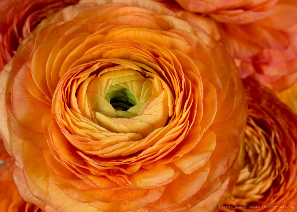 Orange Ranunculus Flowers © 2016 Patty Hankins 