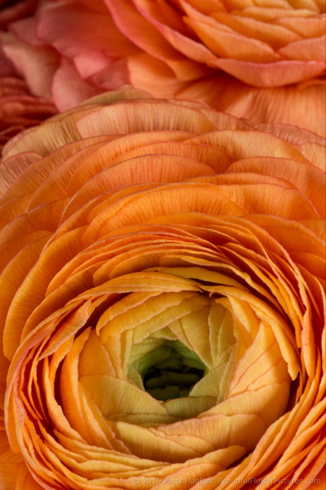 Orange Ranunculus Flowers © 2016 Patty Hankins 