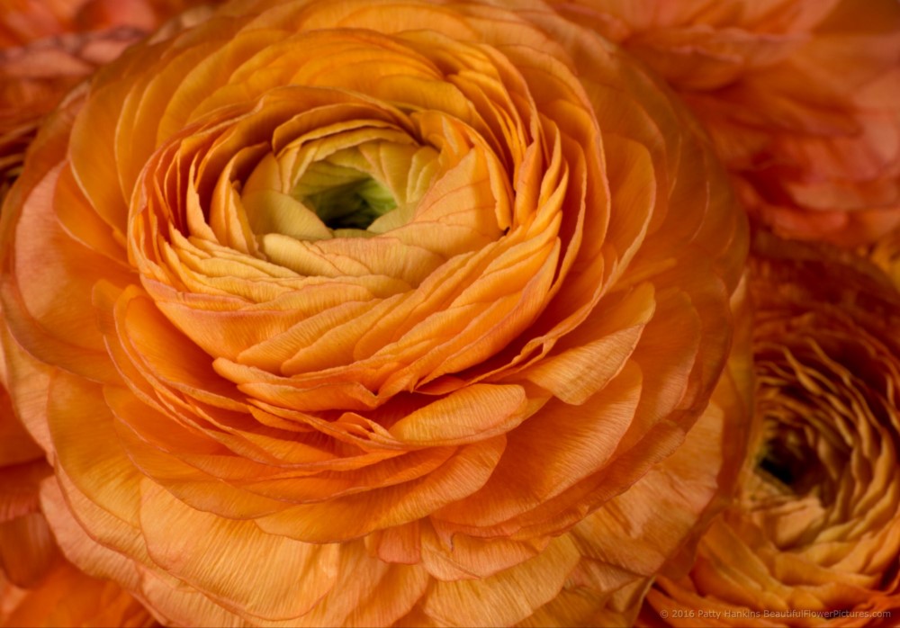 Orange Ranunculus Flowers © 2016 Patty Hankins 