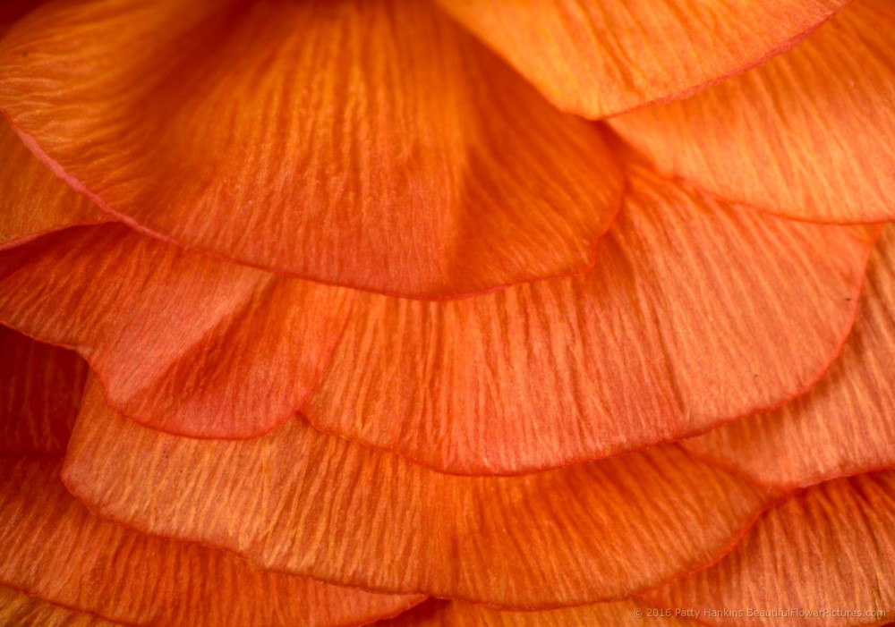 Petals of an Orange Ranunculus © 2016 Patty Hankins