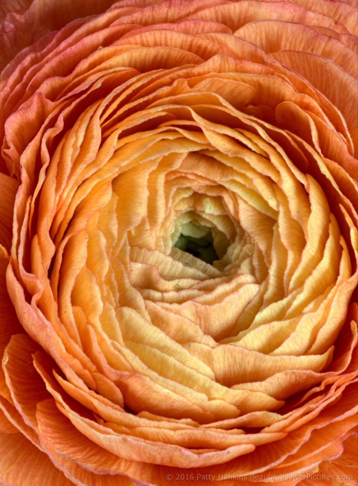 Orange Ranunculus Flowers © 2016 Patty Hankins 