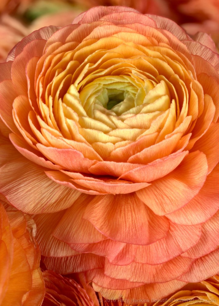 Orange Ranunculus Flowers © 2016 Patty Hankins 