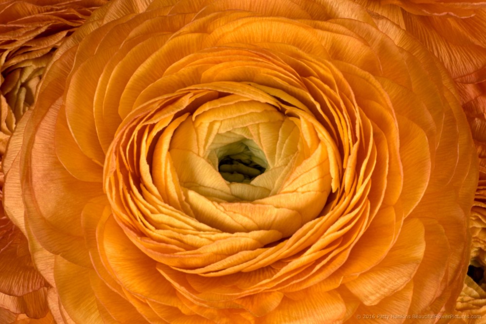 Orange Ranunculus Flowers © 2016 Patty Hankins 