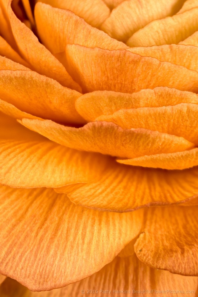 Petals of an Orange Ranunculus © 2016 Patty Hankins