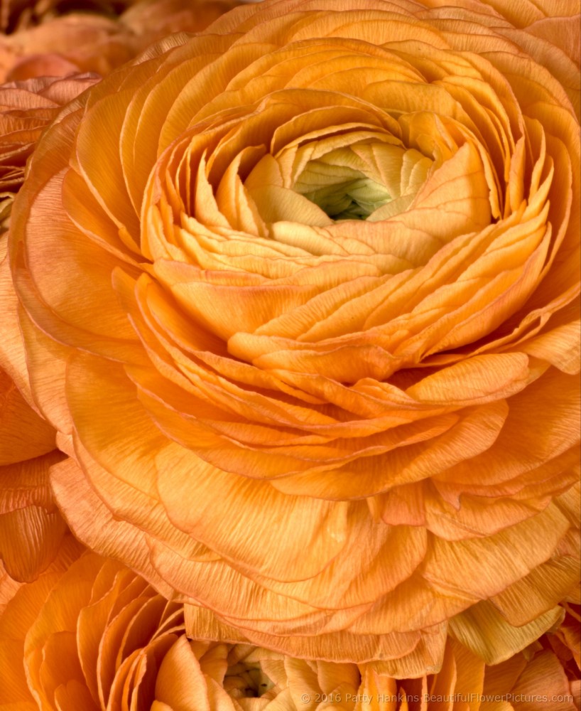 Orange Ranunculus Flowers © 2016 Patty Hankins 