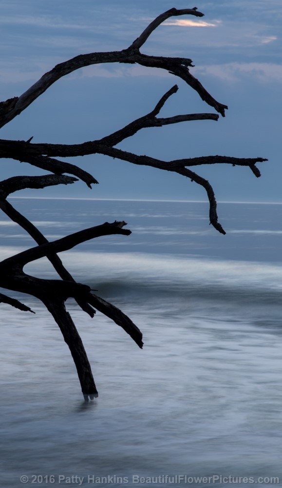 Blue Morning at Botany Bay WMA, South Carolina © 2016 Patty Hankins