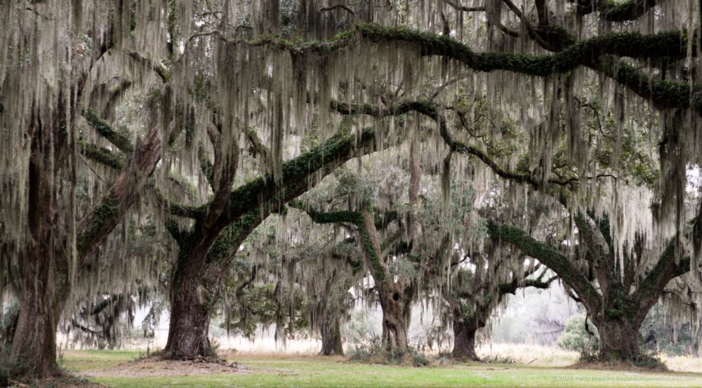 Live Oaks with Spanish Moss © 2016 Patty Hankins