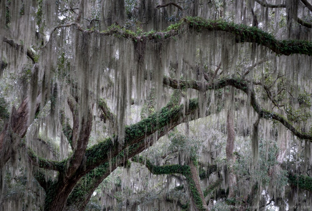 Live Oaks with Spanish Moss © 2016 Patty Hankins